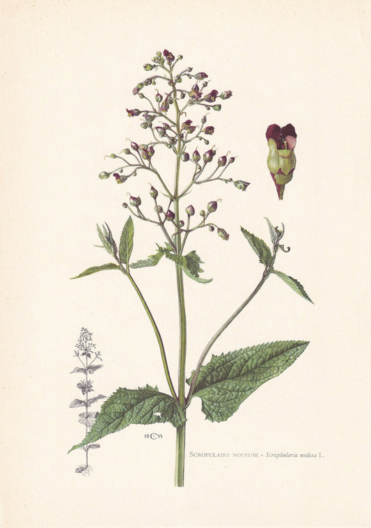 1960 FIGWORT Print - Botanical Print - Flower Print - Flower Wall Art - Vintage Plant Print - 7.5 x 10.6 Inches