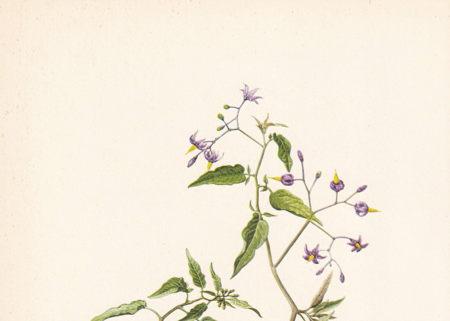 1960 BITTERSWEET NIGHTSHADE Print - Botanical Print - Flower Print - Flower Wall Art - Vintage Plant Print - 7.5 x 10.6 Inches