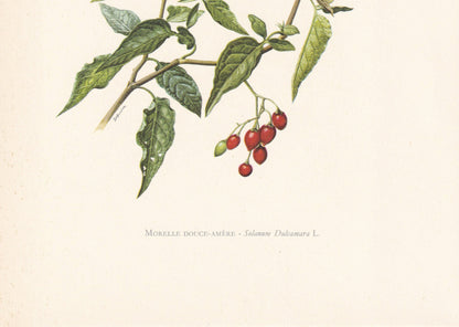 1960 BITTERSWEET NIGHTSHADE Print - Botanical Print - Flower Print - Flower Wall Art - Vintage Plant Print - 7.5 x 10.6 Inches