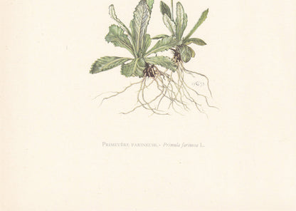 1960 BIRD'S-EYE PRIMROSE Print - Botanical Print - Flower Painting - Flower Wall Art - Vintage Plant Print - 7.5 x 10.6 Inches