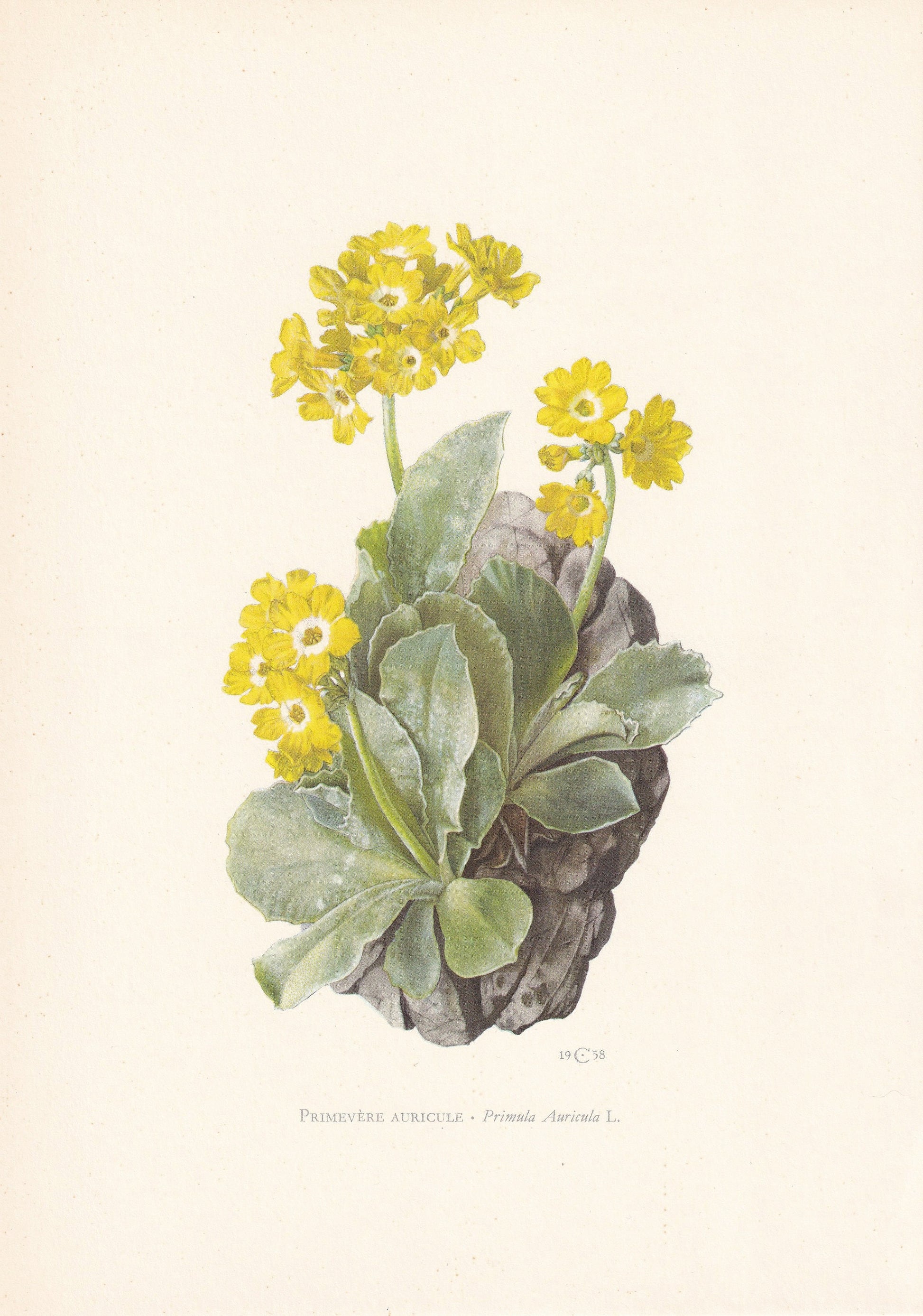 1960 AURICULA Print - Botanical Print - Flower Painting - Flower Wall Art - Vintage Plant Print - 7.5 x 10.6 Inches