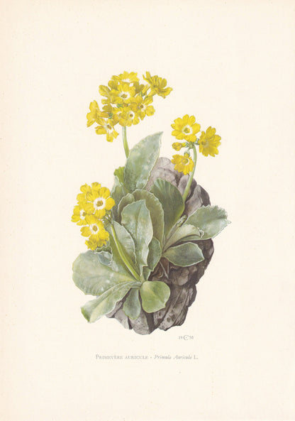 1960 AURICULA Print - Botanical Print - Flower Painting - Flower Wall Art - Vintage Plant Print - 7.5 x 10.6 Inches