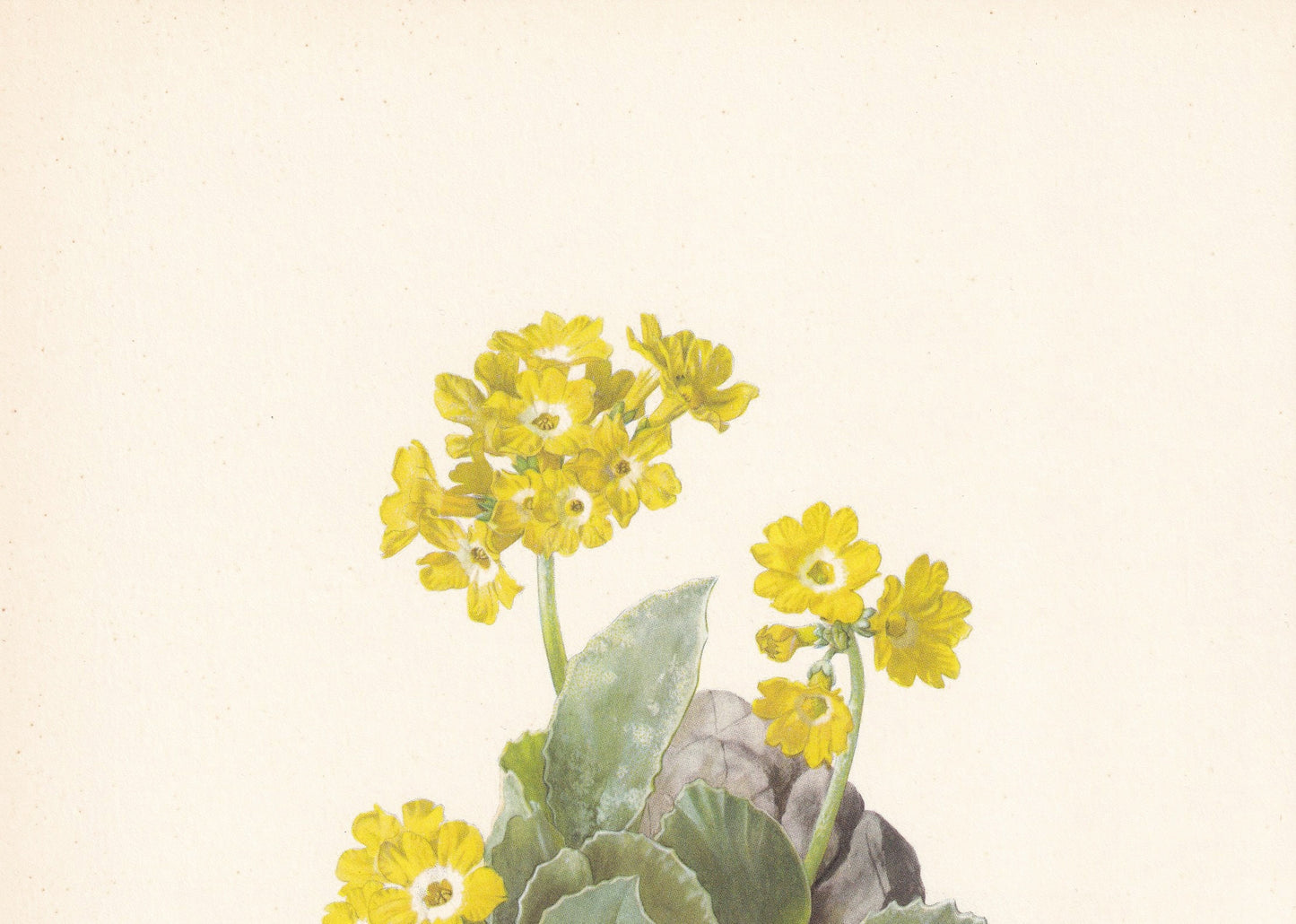 1960 AURICULA Print - Botanical Print - Flower Painting - Flower Wall Art - Vintage Plant Print - 7.5 x 10.6 Inches