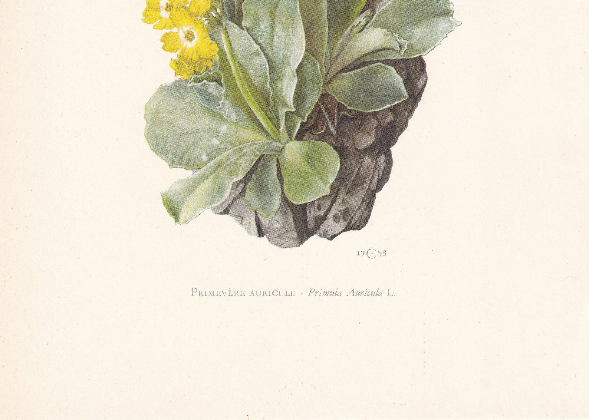 1960 AURICULA Print - Botanical Print - Flower Painting - Flower Wall Art - Vintage Plant Print - 7.5 x 10.6 Inches