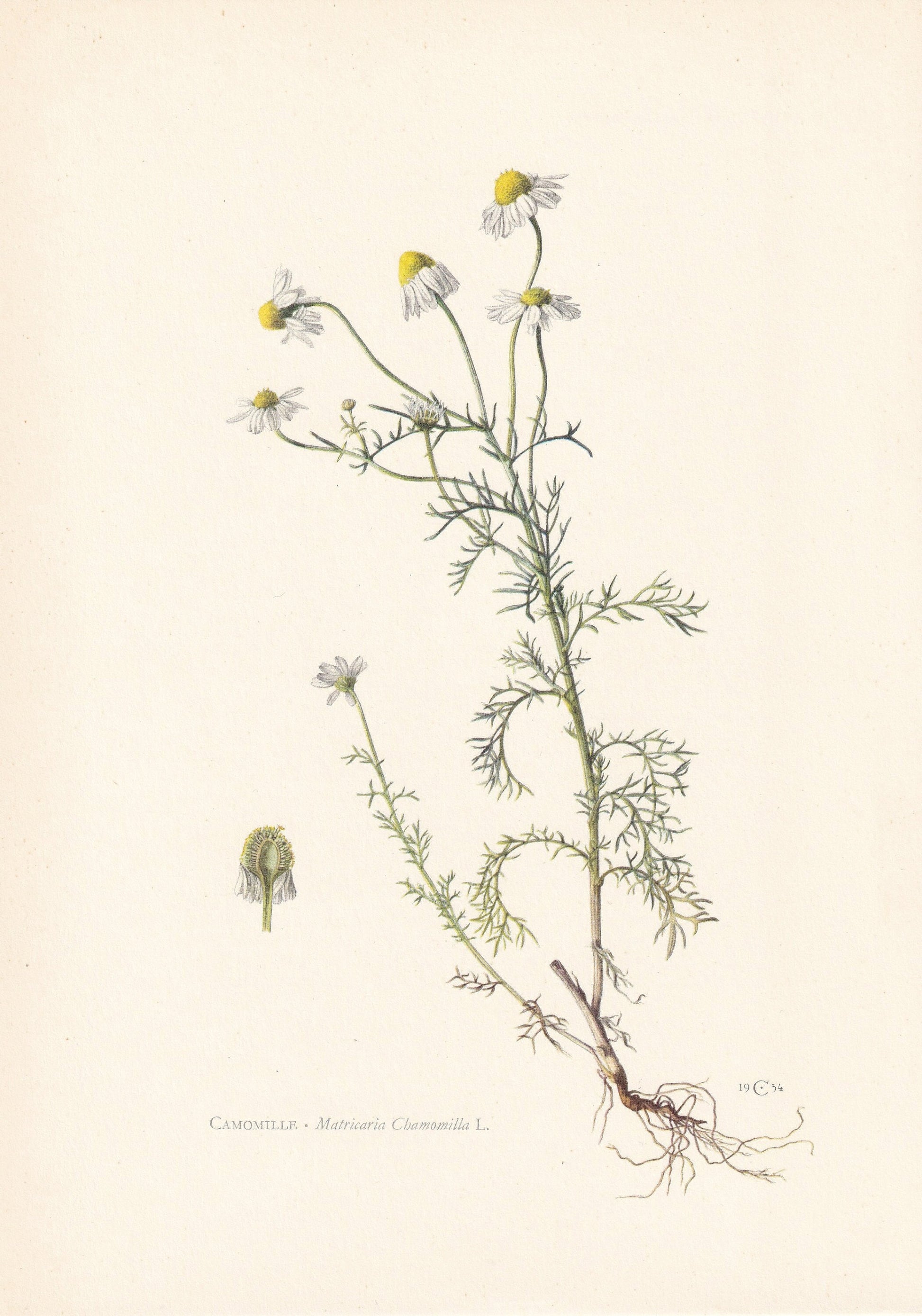1960 GERMAN CHAMOMILE Print - Botanical Print - Flower Painting - Flower Wall Art - Vintage Plant Print - 7.5 x 10.6 Inches
