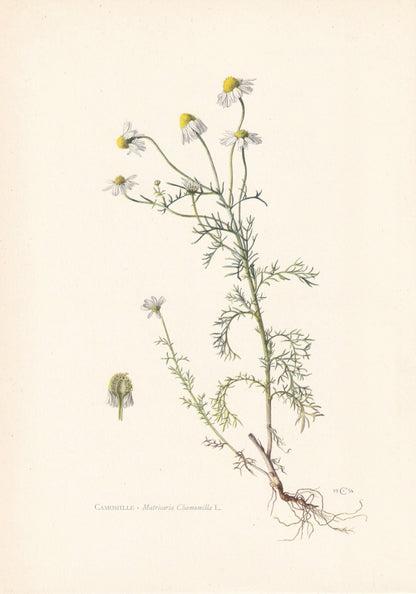1960 GERMAN CHAMOMILE Print - Botanical Print - Flower Painting - Flower Wall Art - Vintage Plant Print - 7.5 x 10.6 Inches