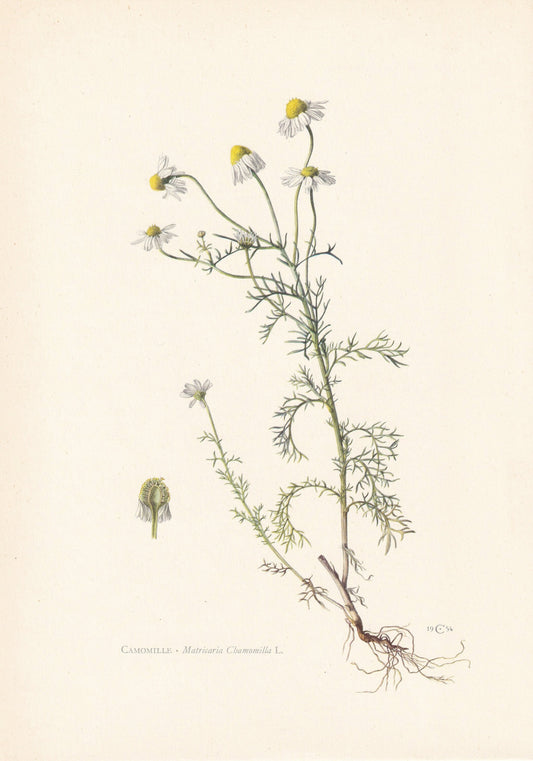 1960 GERMAN CHAMOMILE Print - Botanical Print - Flower Painting - Flower Wall Art - Vintage Plant Print - 7.5 x 10.6 Inches
