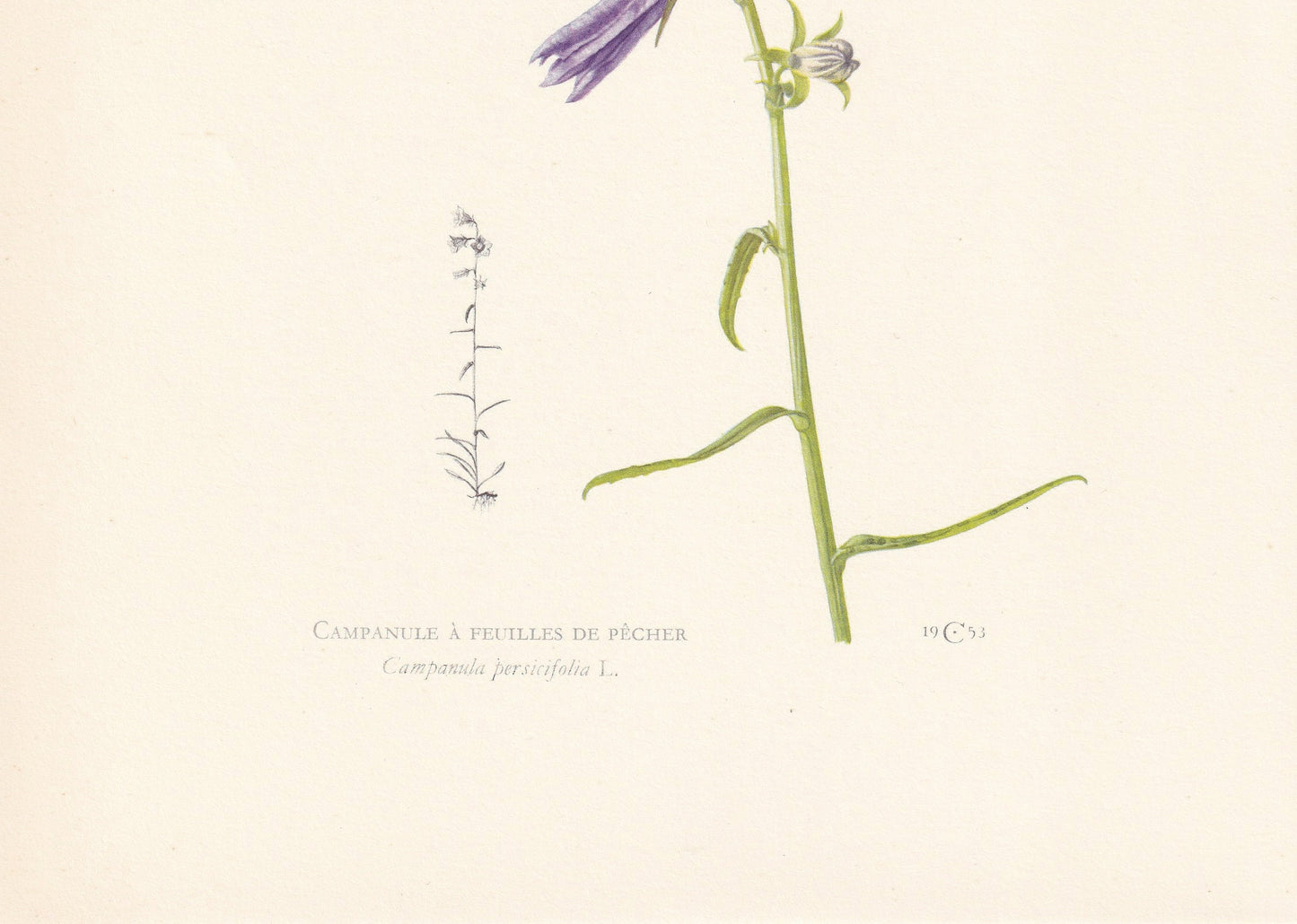 1960 PEACH-LEAVED BELLFLOWER Print - Botanical Print - Flower Painting - Flower Wall Art - Vintage Plant Print - 7.5 x 10.6 Inches