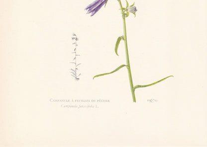 1960 PEACH-LEAVED BELLFLOWER Print - Botanical Print - Flower Painting - Flower Wall Art - Vintage Plant Print - 7.5 x 10.6 Inches