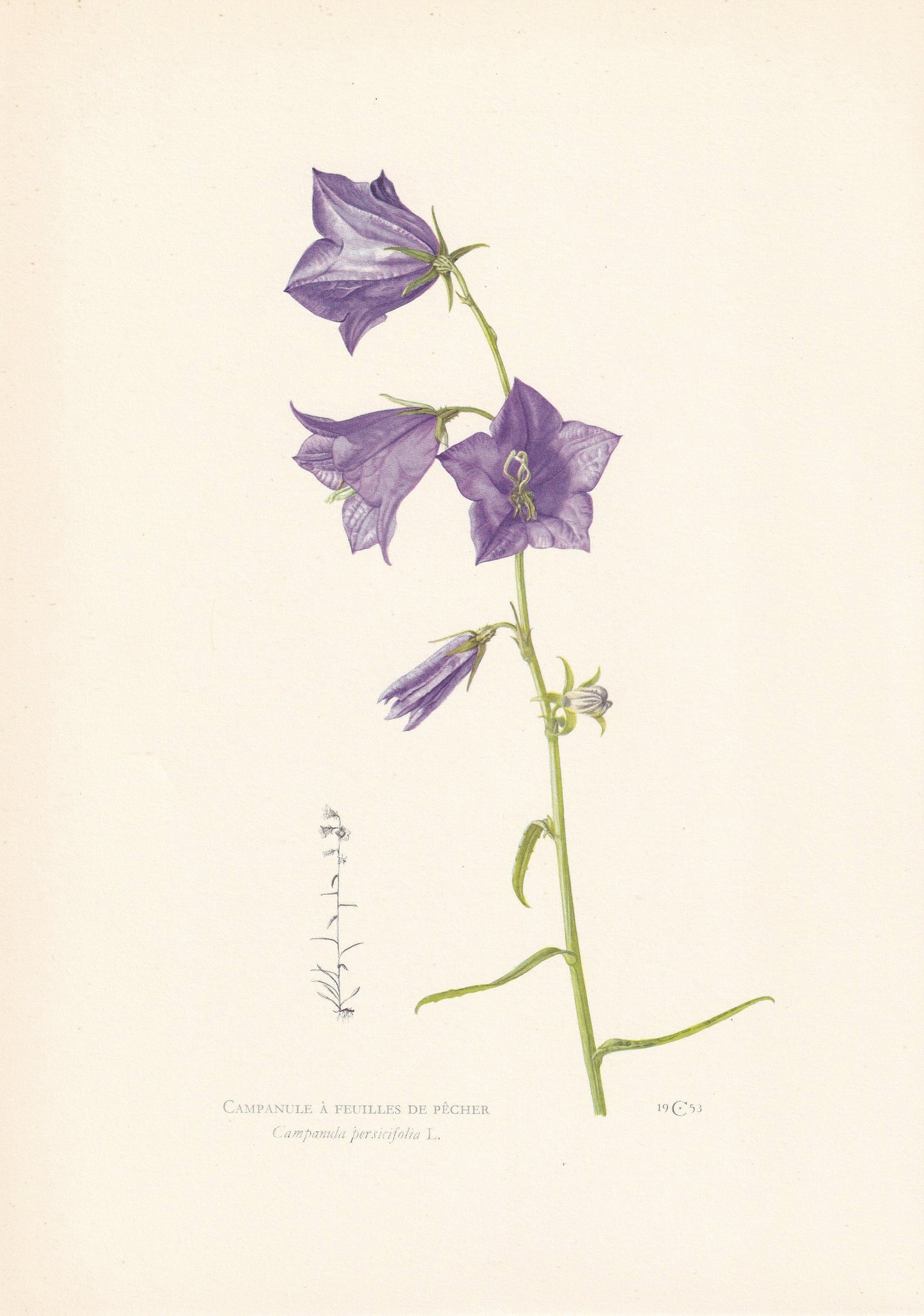 1960 PEACH-LEAVED BELLFLOWER Print - Botanical Print - Flower Painting - Flower Wall Art - Vintage Plant Print - 7.5 x 10.6 Inches