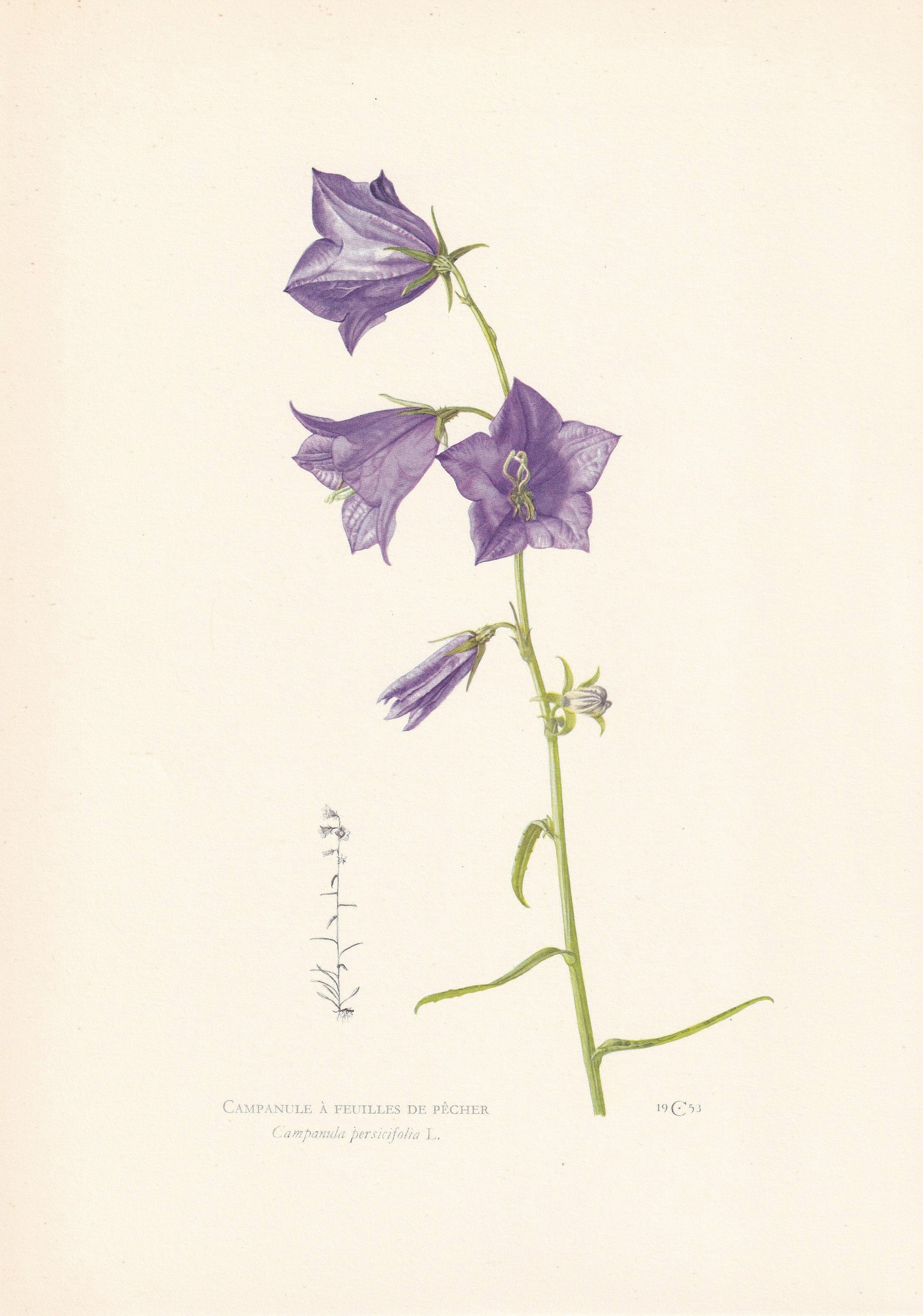 1960 PEACH-LEAVED BELLFLOWER Print - Botanical Print - Flower Painting - Flower Wall Art - Vintage Plant Print - 7.5 x 10.6 Inches