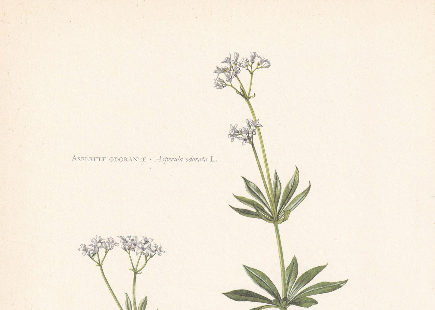 1960 WOODRUFF Print - Botanical Print - Flower Painting - Flower Wall Art - Vintage Plant Print - 7.5 x 10.6 Inches