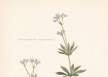 1960 WOODRUFF Print - Botanical Print - Flower Painting - Flower Wall Art - Vintage Plant Print - 7.5 x 10.6 Inches