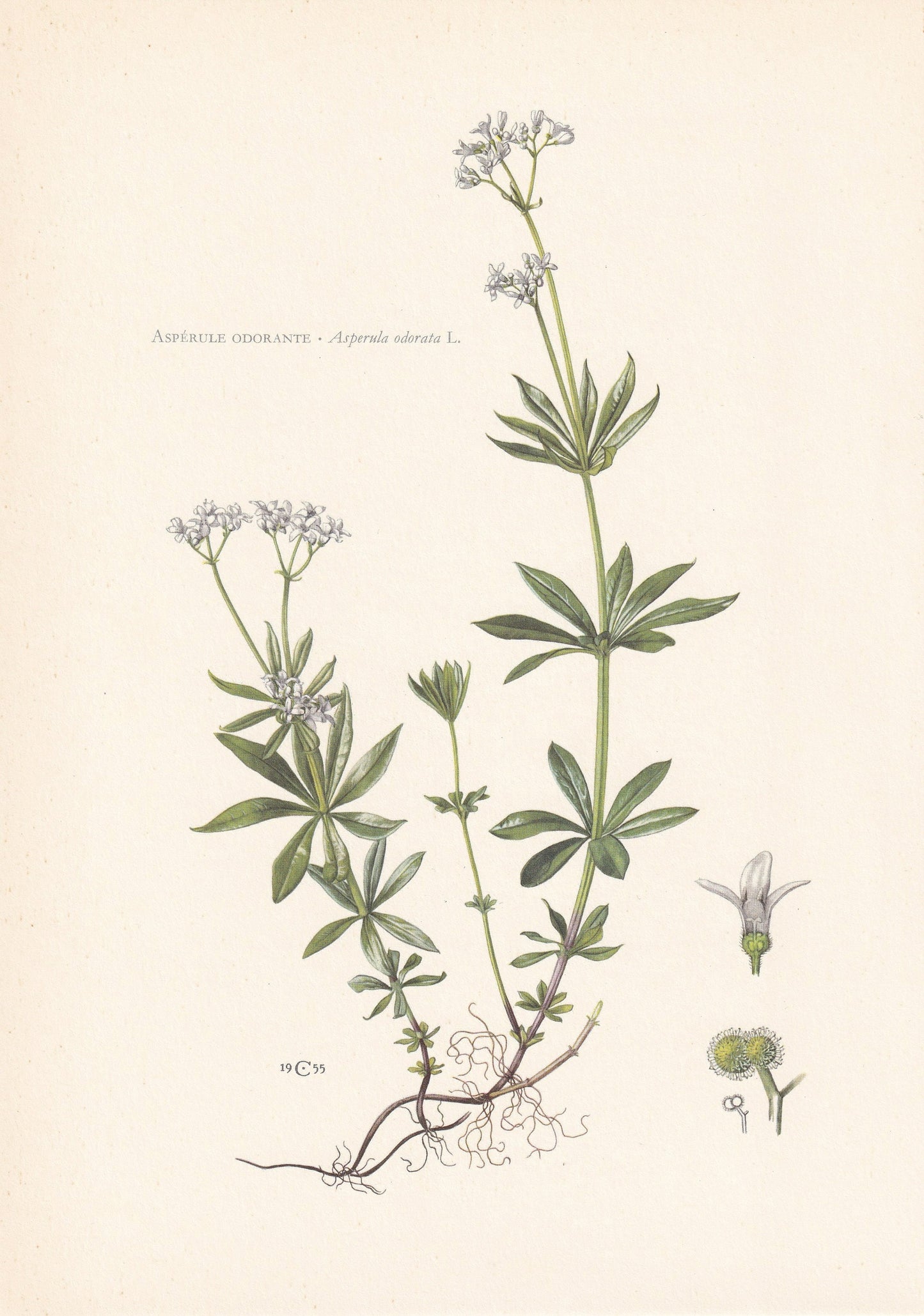 1960 WOODRUFF Print - Botanical Print - Flower Painting - Flower Wall Art - Vintage Plant Print - 7.5 x 10.6 Inches