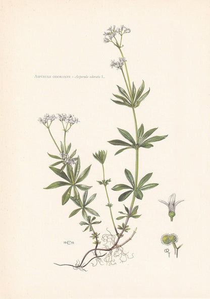 1960 WOODRUFF Print - Botanical Print - Flower Painting - Flower Wall Art - Vintage Plant Print - 7.5 x 10.6 Inches