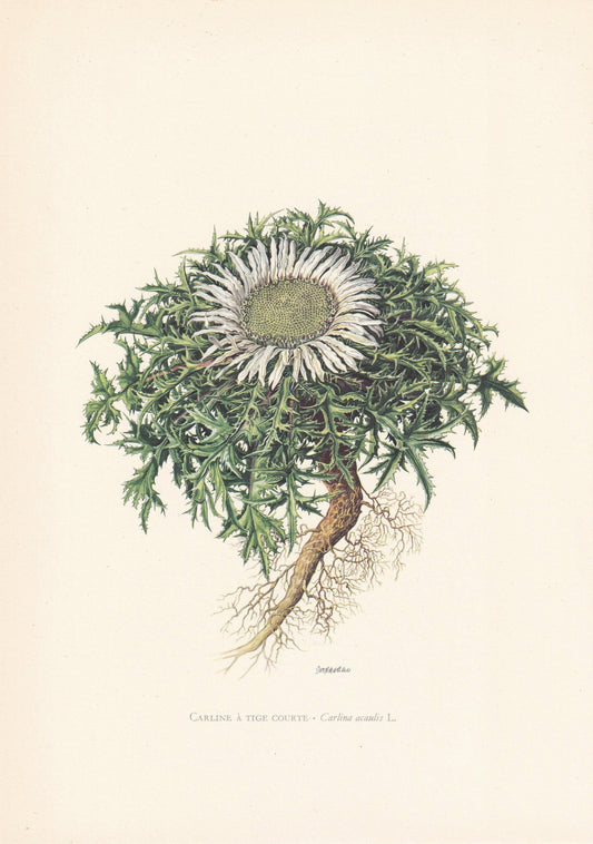 1960 STEMLESS CARLINE THISTLE Print - Botanical Print - Flower Painting - Flower Wall Art - Vintage Plant Print - 7.5 x 10.6 Inches