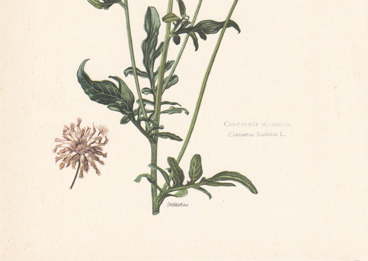 1960 GREATER KNAPWEED Print - Botanical Print - Flower Painting - Flower Wall Art - Vintage Plant Print - 7.5 x 10.6 Inches