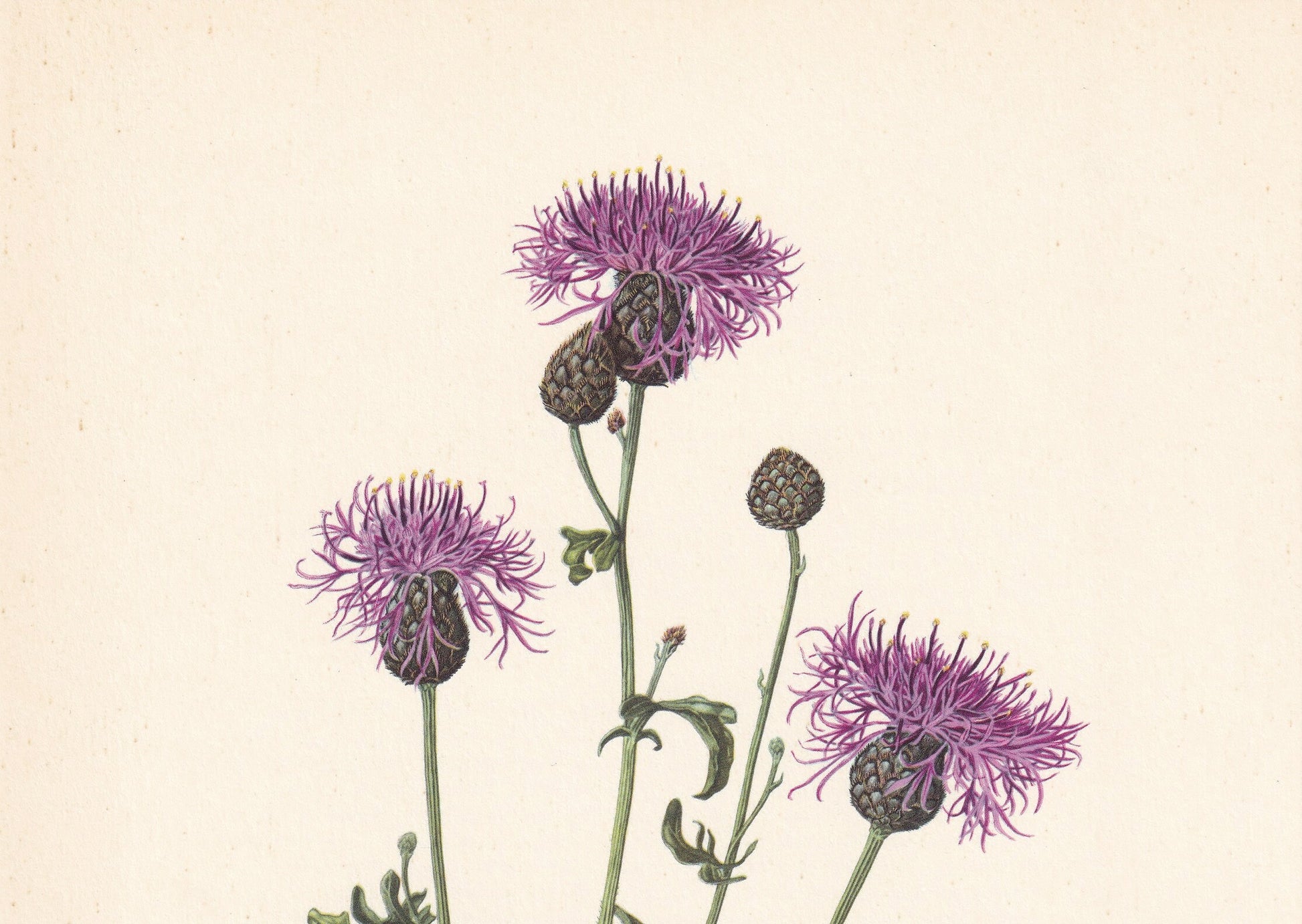 1960 GREATER KNAPWEED Print - Botanical Print - Flower Painting - Flower Wall Art - Vintage Plant Print - 7.5 x 10.6 Inches