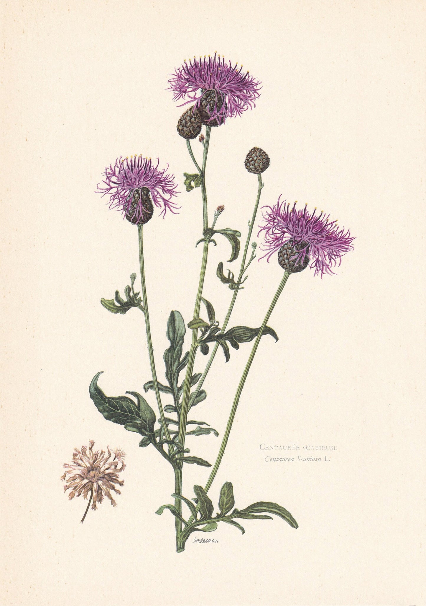 1960 GREATER KNAPWEED Print - Botanical Print - Flower Painting - Flower Wall Art - Vintage Plant Print - 7.5 x 10.6 Inches