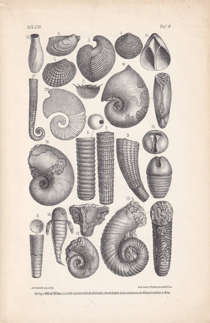 1900 AMMONITE FOSSILS Print - Antique Fossil Print - Silurian Period Fossils Print - Fossil Wall Art - Dinosaur Wall Art - 6.4 x 9.5 Inches