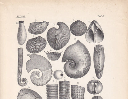 1900 AMMONITE FOSSILS Print - Antique Fossil Print - Silurian Period Fossils Print - Fossil Wall Art - Dinosaur Wall Art - 6.4 x 9.5 Inches