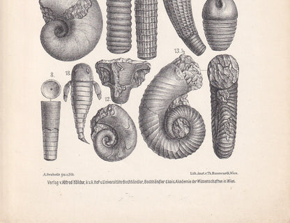 1900 AMMONITE FOSSILS Print - Antique Fossil Print - Silurian Period Fossils Print - Fossil Wall Art - Dinosaur Wall Art - 6.4 x 9.5 Inches