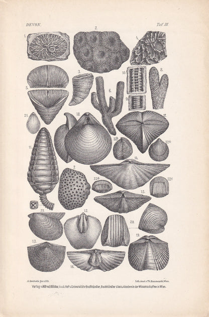 1900 DEVONIAN PERIOD FOSSILS Print - Antique Fossil Print - Fossil Shells Print - Fossil Wall Art - Dinosaur Wall Art - 6.4 x 9.5 Inches