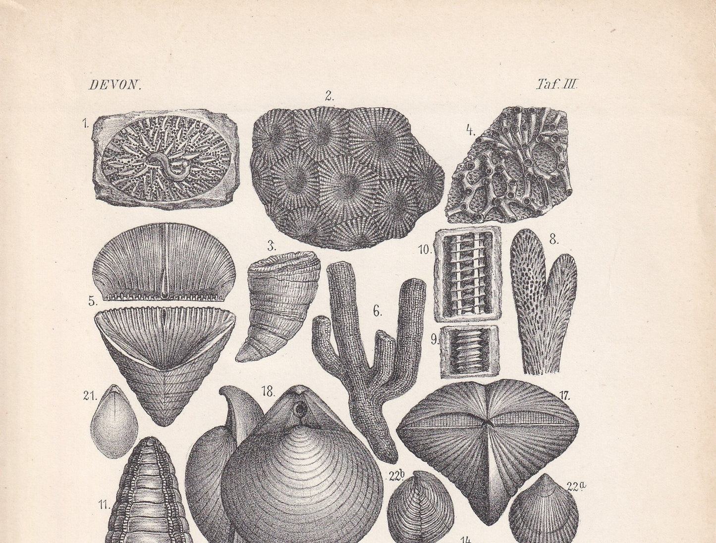 1900 DEVONIAN PERIOD FOSSILS Print - Antique Fossil Print - Fossil Shells Print - Fossil Wall Art - Dinosaur Wall Art - 6.4 x 9.5 Inches