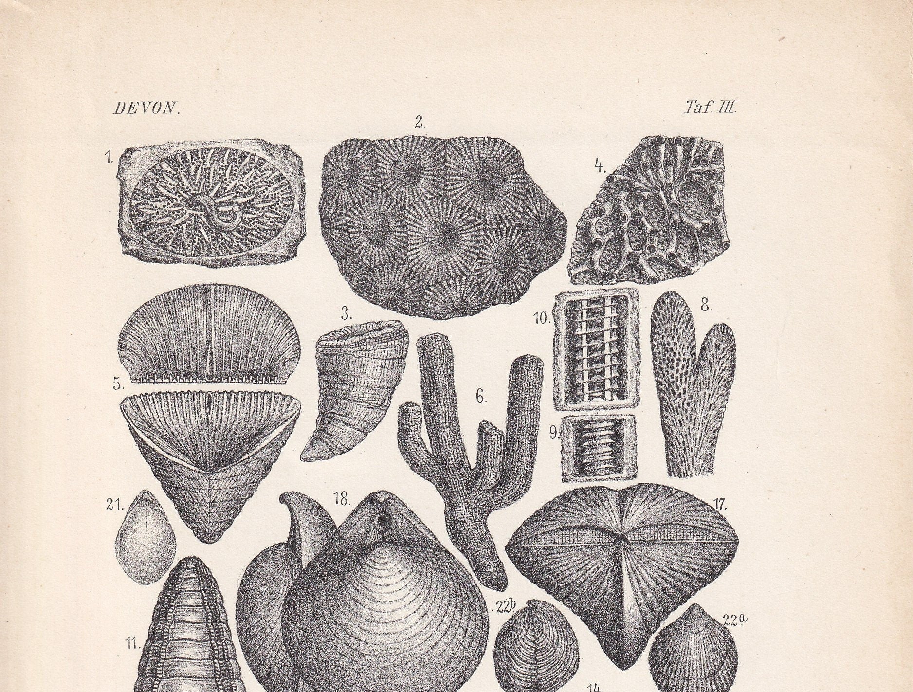 1900 DEVONIAN PERIOD FOSSILS Print - Antique Fossil Print - Fossil Shells Print - Fossil Wall Art - Dinosaur Wall Art - 6.4 x 9.5 Inches