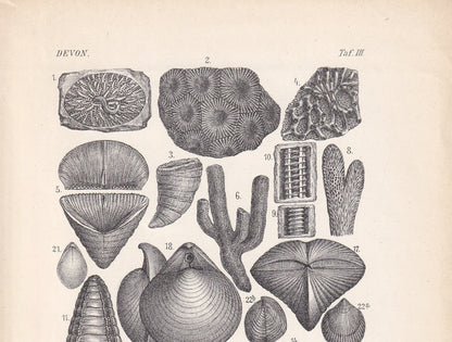 1900 DEVONIAN PERIOD FOSSILS Print - Antique Fossil Print - Fossil Shells Print - Fossil Wall Art - Dinosaur Wall Art - 6.4 x 9.5 Inches