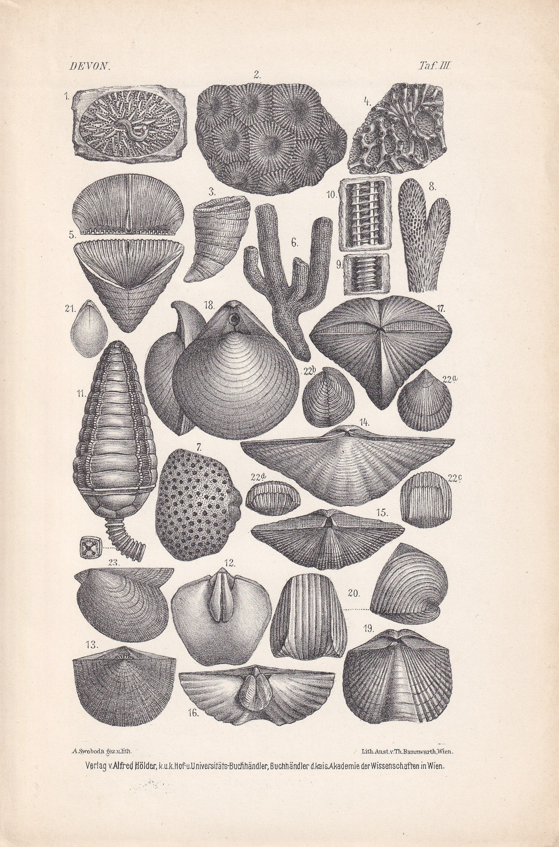 1900 DEVONIAN PERIOD FOSSILS Print - Antique Fossil Print - Fossil Shells Print - Fossil Wall Art - Dinosaur Wall Art - 6.4 x 9.5 Inches