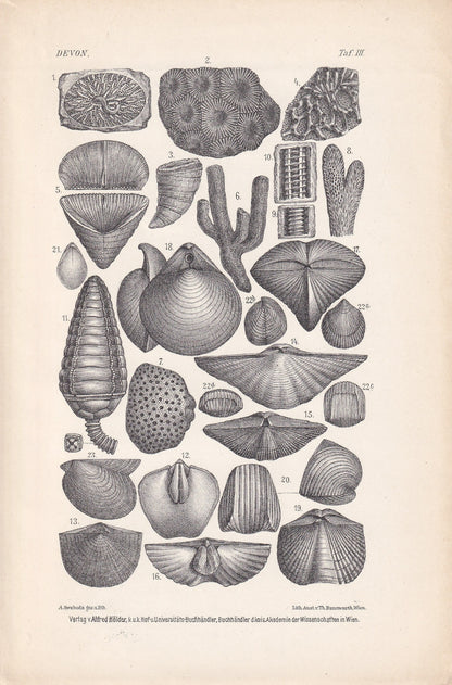 1900 DEVONIAN PERIOD FOSSILS Print - Antique Fossil Print - Fossil Shells Print - Fossil Wall Art - Dinosaur Wall Art - 6.4 x 9.5 Inches