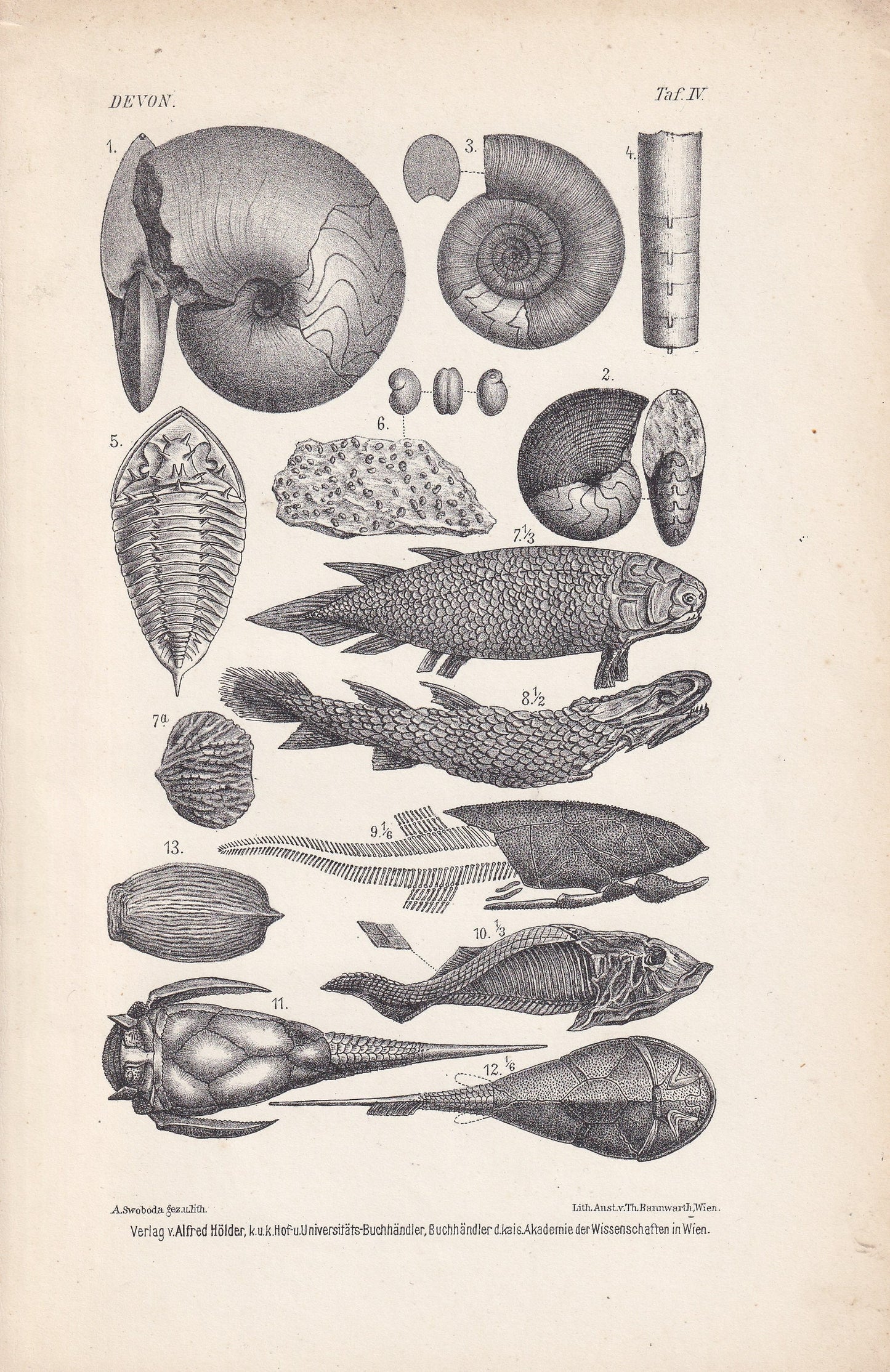 1900 AMMONITE & FISH FOSSILS Print - Antique Fossil Print - Devonian Period Fossils - Fossil Wall Art - Dinosaur Wall Art - 6.4 x 9.5 Inches