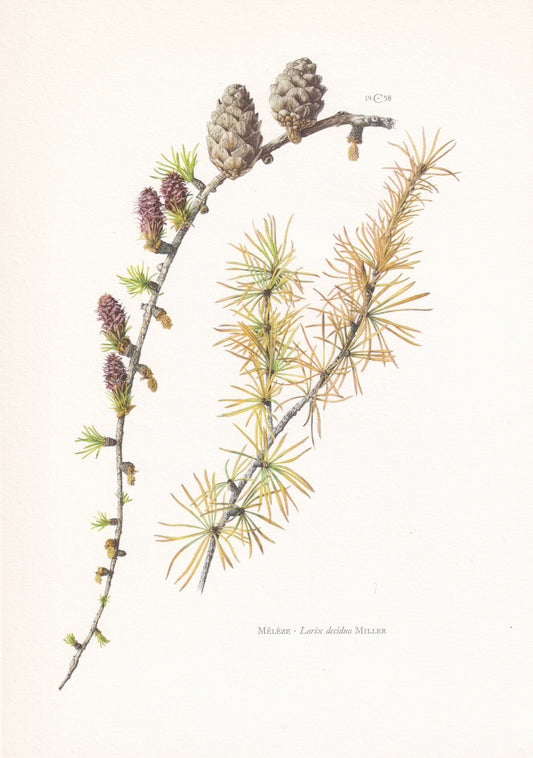 1960 EUROPEAN LARCH Print - Botanical Print - Tree Illustration - Tree Wall Art - Vintage Tree Print - 7.5 x 10.6 Inches