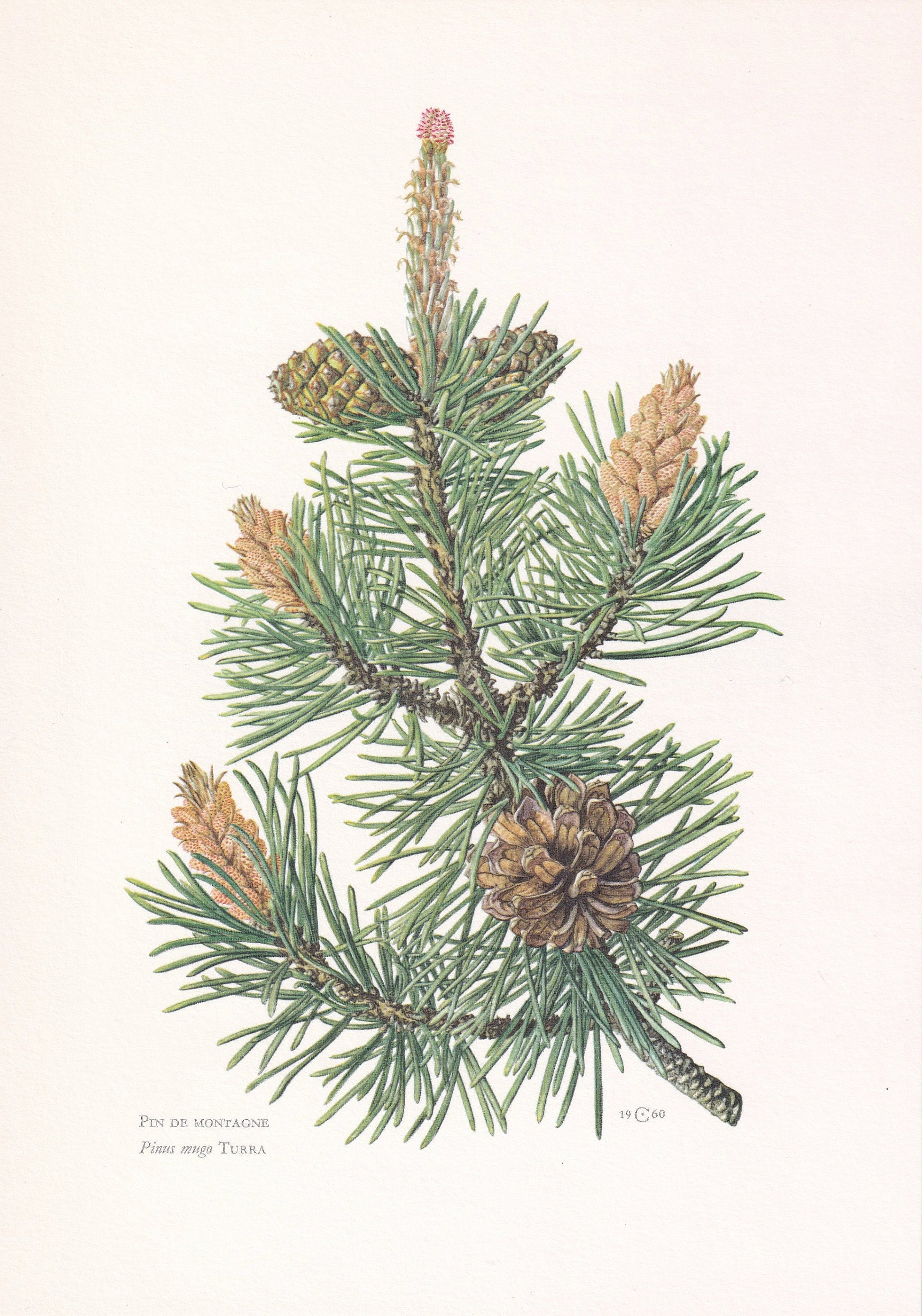 1960 MOUNTAIN PINE Print - Botanical Print - Tree Illustration - Tree Wall Art - Vintage Tree Print - 7.5 x 10.6 Inches