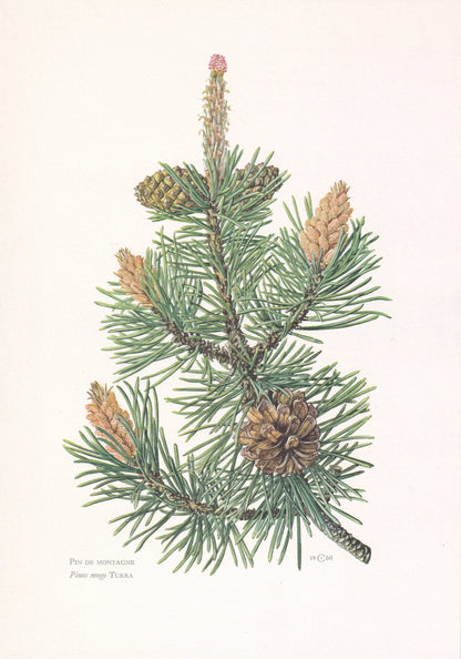 1960 MOUNTAIN PINE Print - Botanical Print - Tree Illustration - Tree Wall Art - Vintage Tree Print - 7.5 x 10.6 Inches