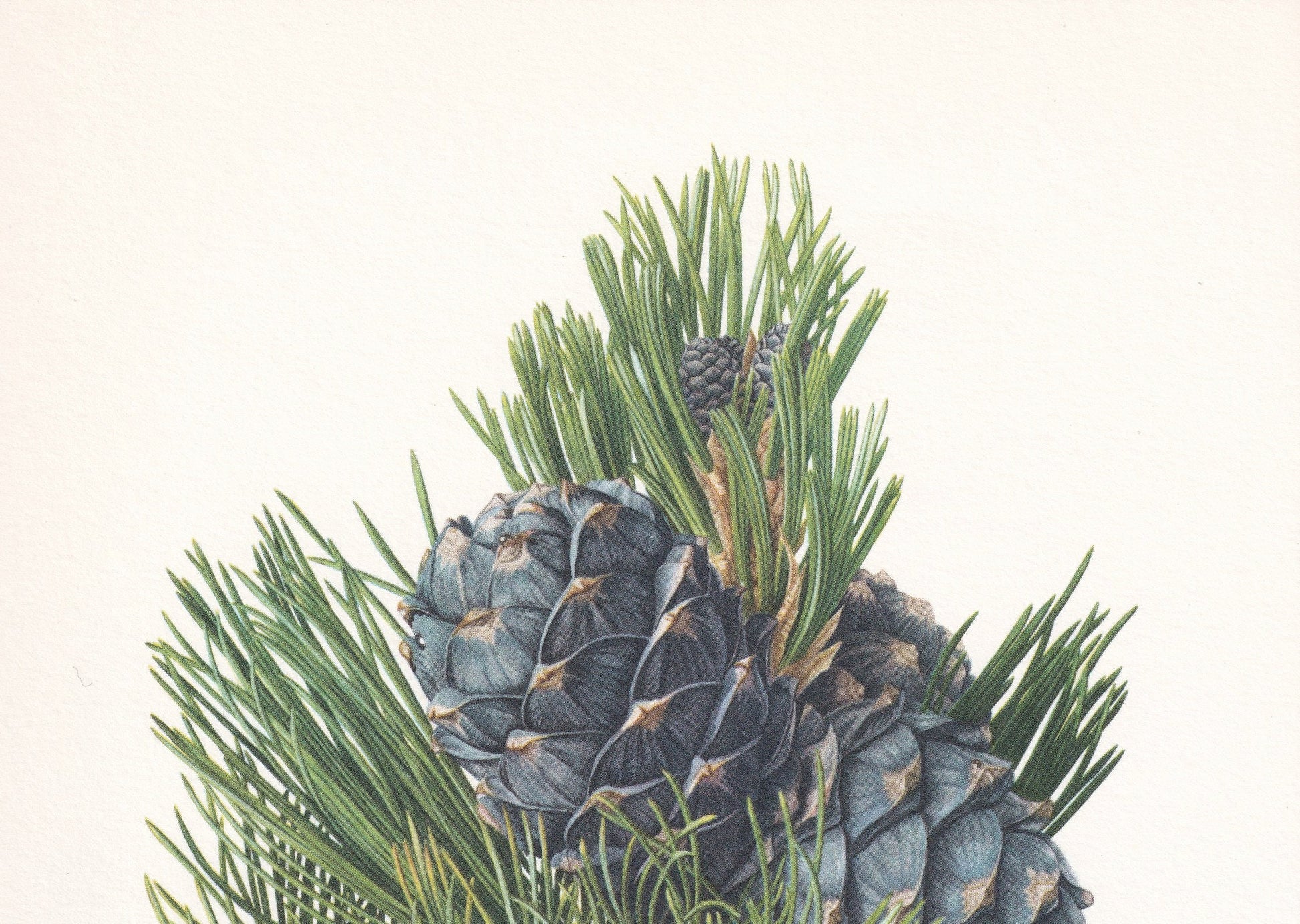 1960 AROLLA PINE Print - Botanical Print - Tree Illustration - Tree Wall Art - Vintage Tree Print - 7.5 x 10.6 Inches
