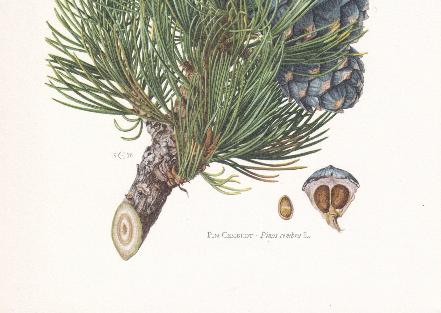 1960 AROLLA PINE Print - Botanical Print - Tree Illustration - Tree Wall Art - Vintage Tree Print - 7.5 x 10.6 Inches