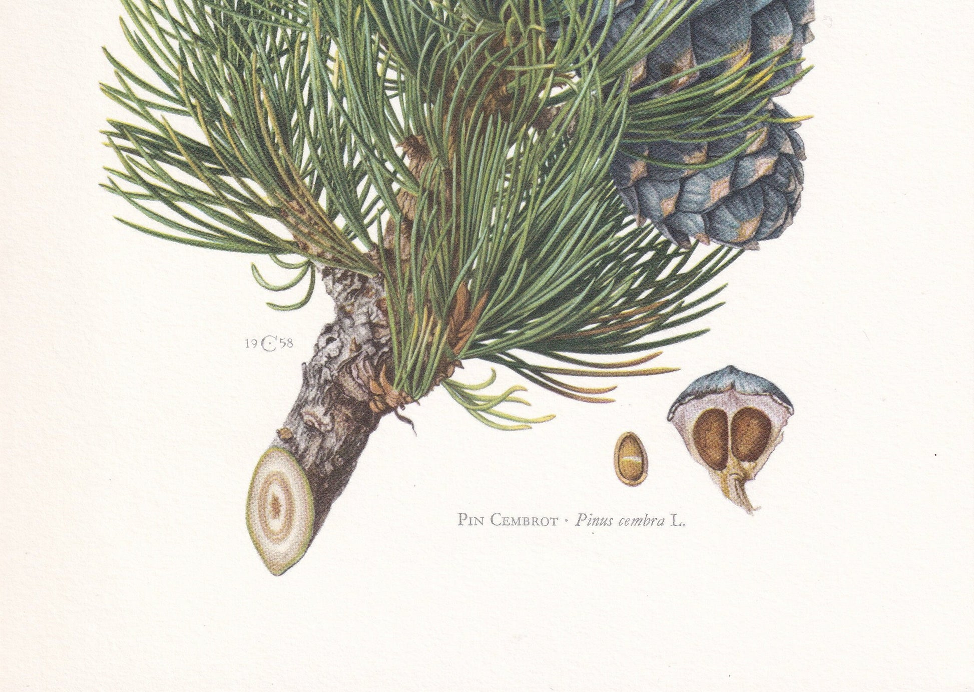 1960 AROLLA PINE Print - Botanical Print - Tree Illustration - Tree Wall Art - Vintage Tree Print - 7.5 x 10.6 Inches