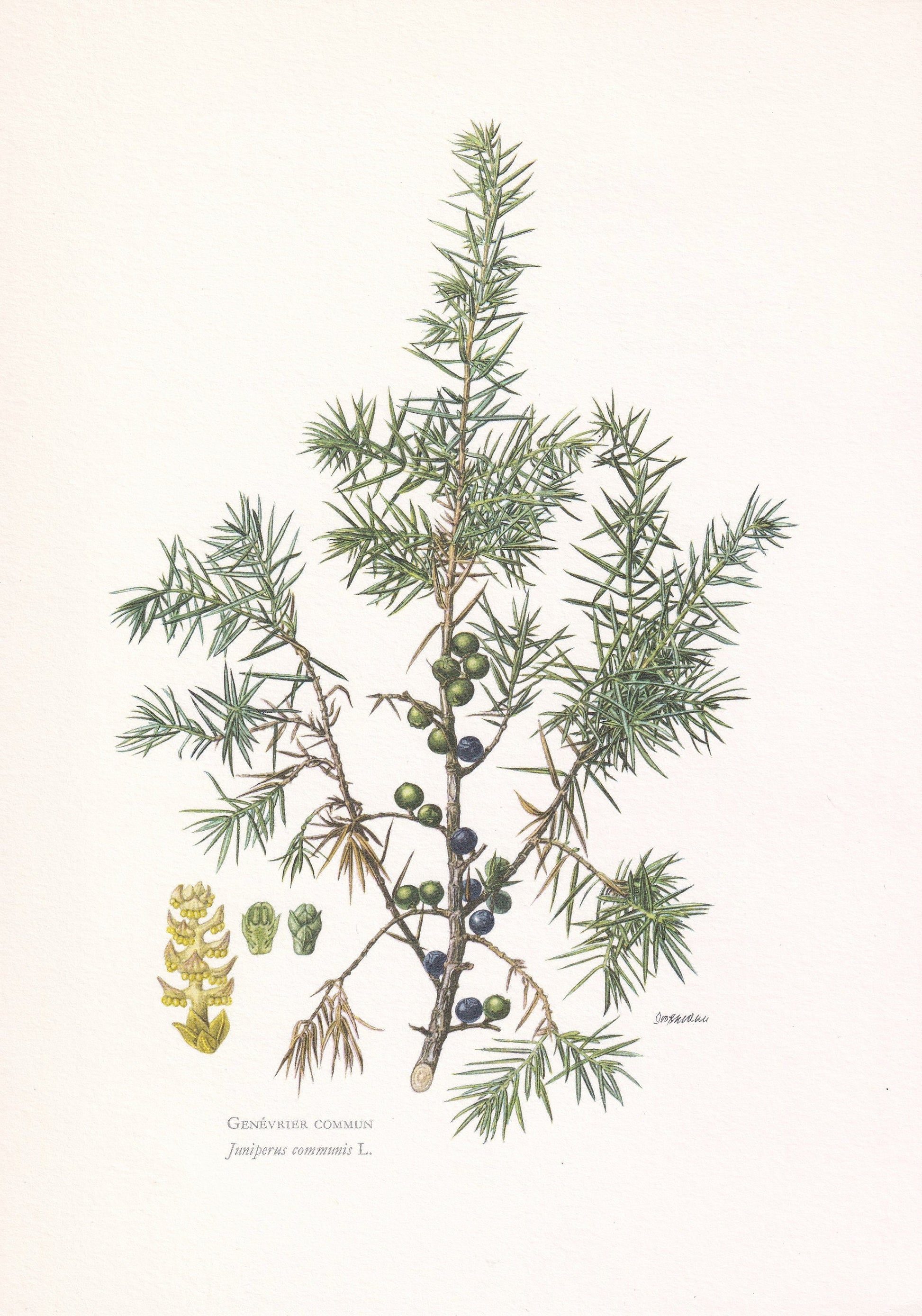 1960 COMMON JUNIPER Print - Botanical Print - Tree Illustration - Tree Wall Art - Vintage Tree Print - 7.5 x 10.6 Inches