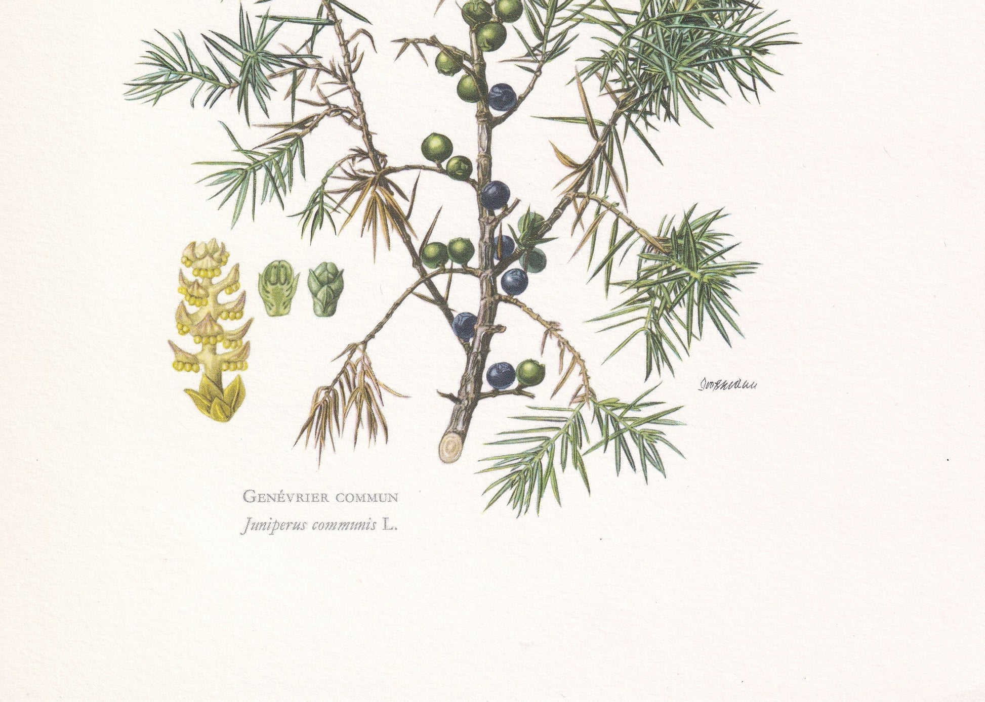 1960 COMMON JUNIPER Print - Botanical Print - Tree Illustration - Tree Wall Art - Vintage Tree Print - 7.5 x 10.6 Inches