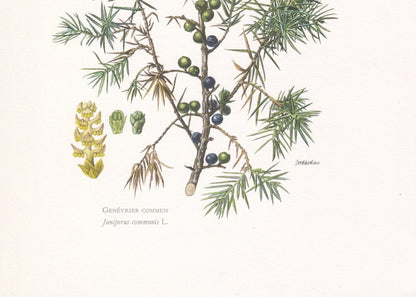 1960 COMMON JUNIPER Print - Botanical Print - Tree Illustration - Tree Wall Art - Vintage Tree Print - 7.5 x 10.6 Inches