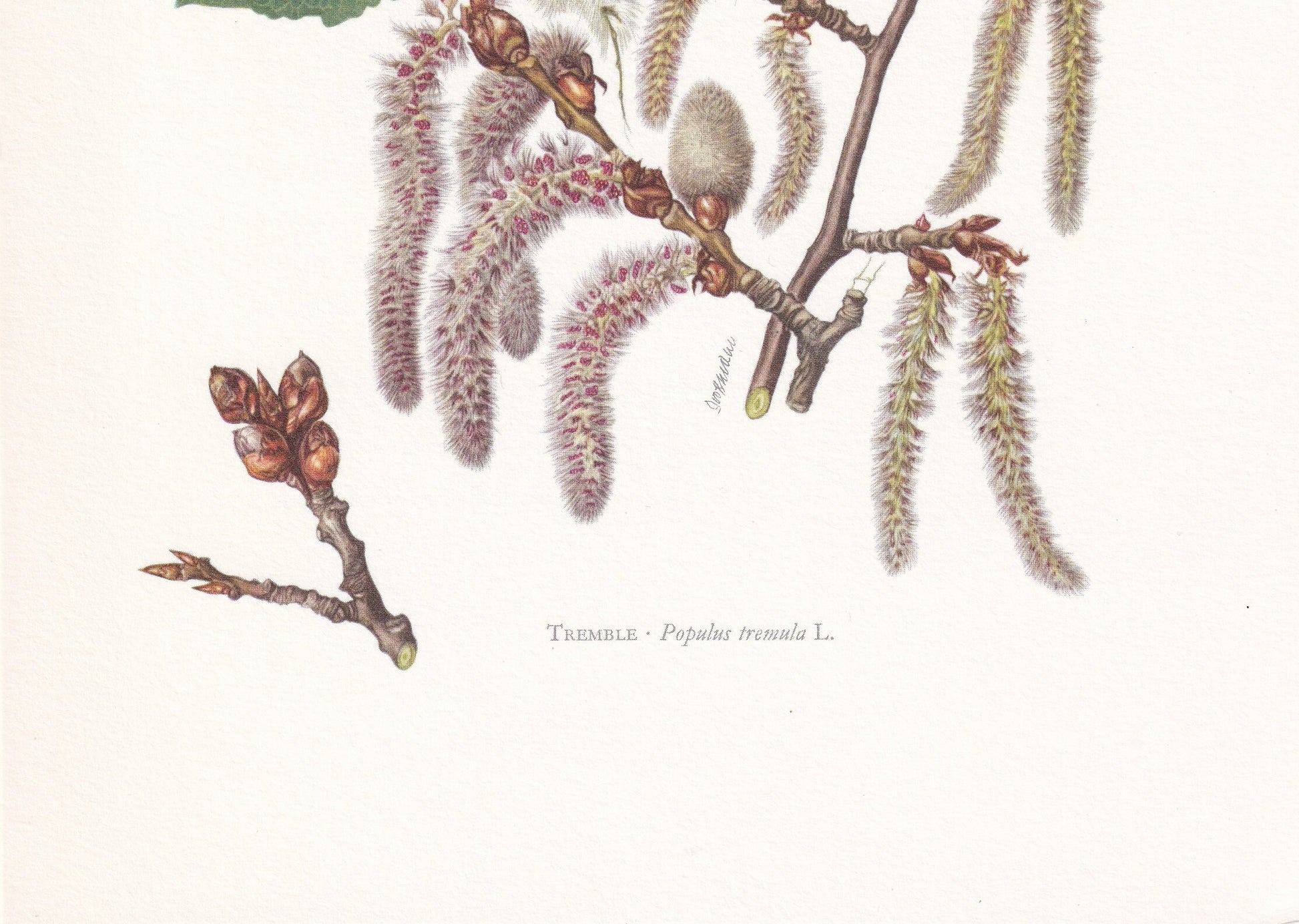 1960 EUROPEAN ASPEN Print - Botanical Print - Tree Illustration - Tree Wall Art - Vintage Tree Print - 7.5 x 10.6 Inches