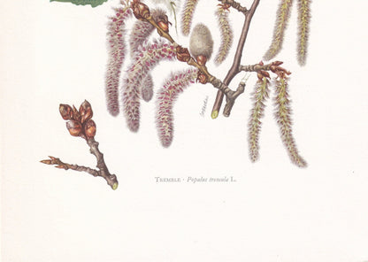 1960 EUROPEAN ASPEN Print - Botanical Print - Tree Illustration - Tree Wall Art - Vintage Tree Print - 7.5 x 10.6 Inches