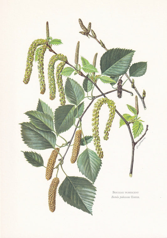 1960 DOWNY BIRCH Print - Botanical Print - Tree Illustration - Tree Wall Art - Vintage Tree Print - 7.5 x 10.6 Inches