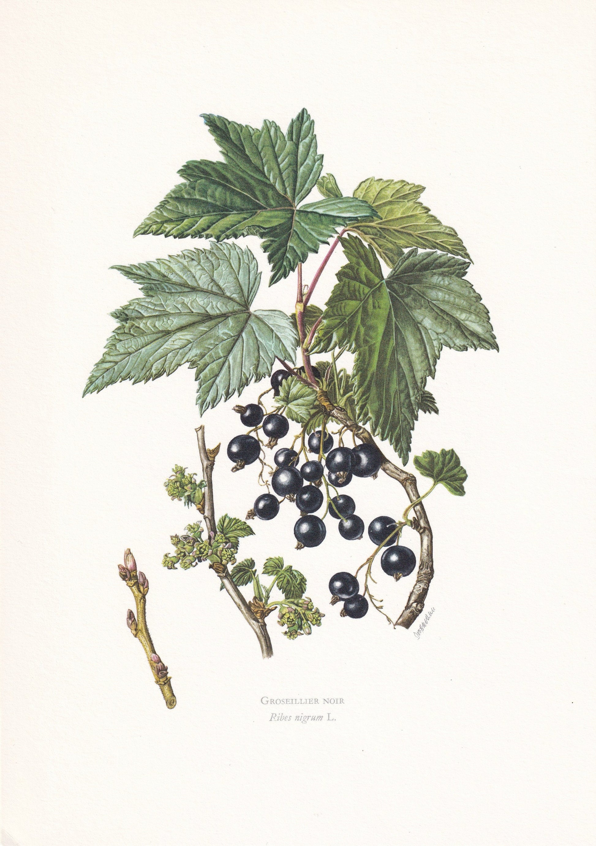 1960 BLACKCURRANT Print - Botanical Print - Botanical Illustration - Plant Wall Art - Vintage Plant Print - 7.5 x 10.6 Inches