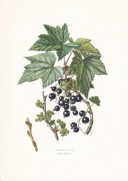 1960 BLACKCURRANT Print - Botanical Print - Botanical Illustration - Plant Wall Art - Vintage Plant Print - 7.5 x 10.6 Inches
