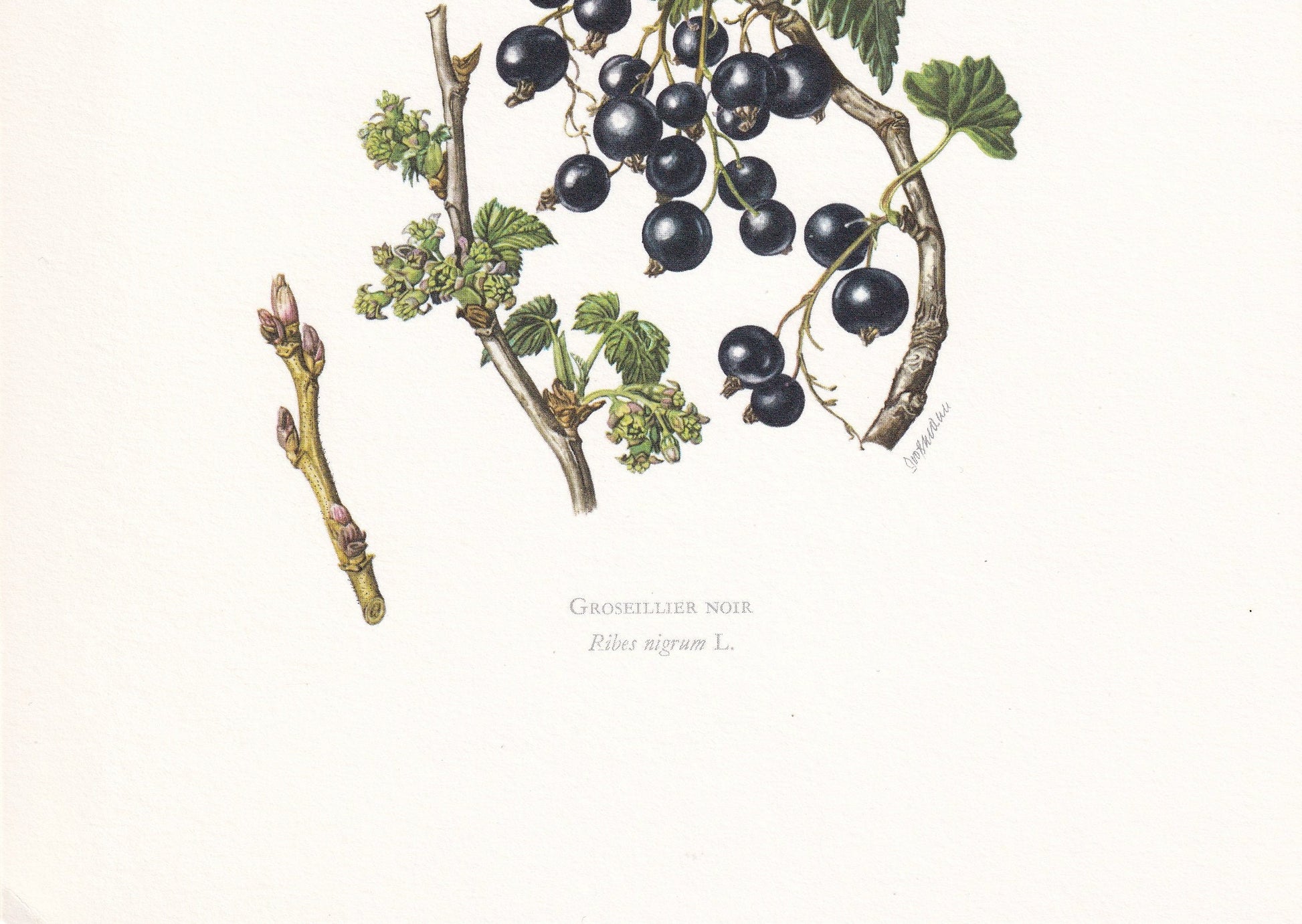 1960 BLACKCURRANT Print - Botanical Print - Botanical Illustration - Plant Wall Art - Vintage Plant Print - 7.5 x 10.6 Inches