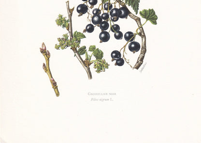 1960 BLACKCURRANT Print - Botanical Print - Botanical Illustration - Plant Wall Art - Vintage Plant Print - 7.5 x 10.6 Inches