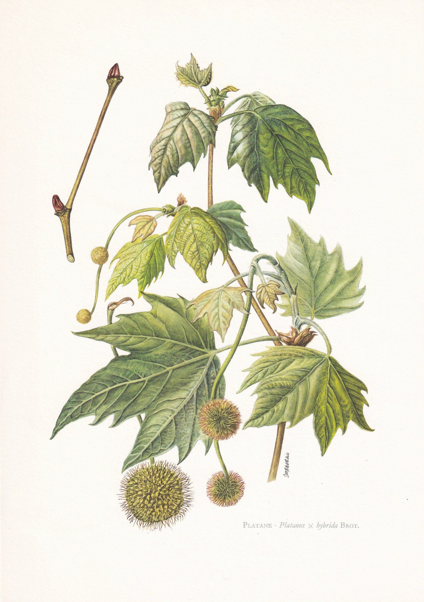 1960 LONDON PLANE TREE Print - Botanical Print - Botanical Illustration - Tree Wall Art - Vintage Tree Print - 7.5 x 10.6 Inches